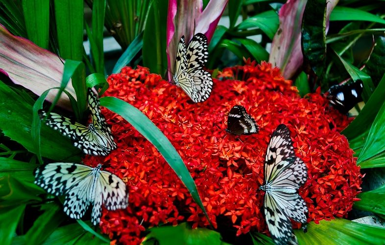 Vương quốc côn trùng Vương quốc côn trùng