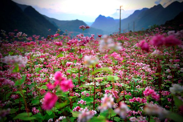 Vé máy bay giá rẻ tháng 8